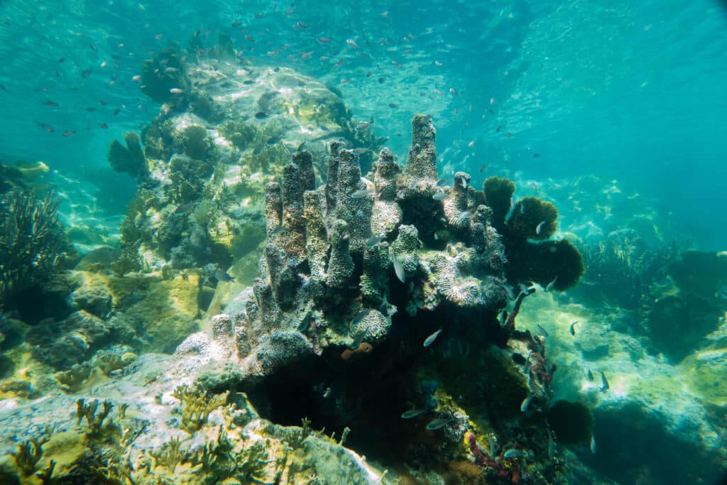 Poissons, coraux martinique