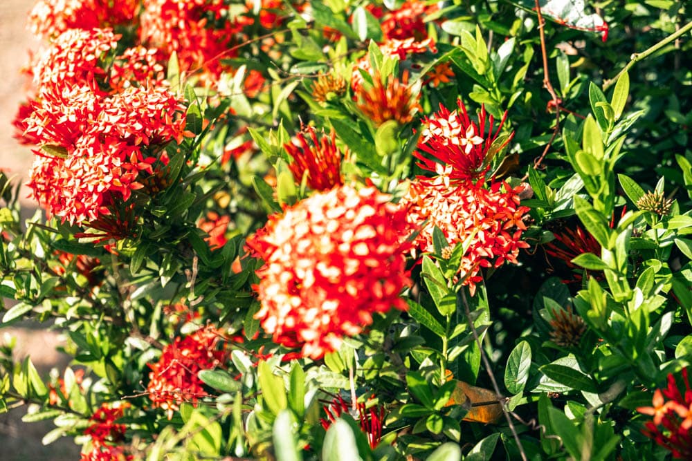 2025-martinique-que-faire-12