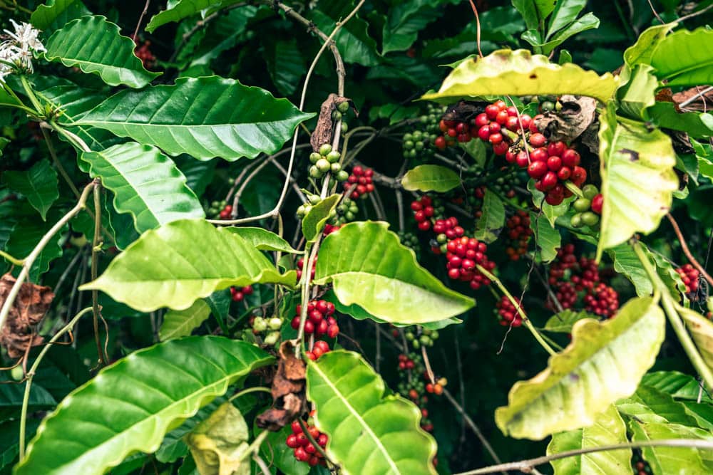 2025-martinique-que-faire-14