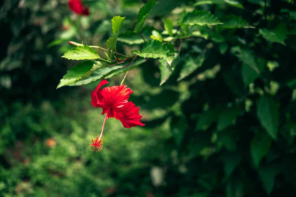 2025-martinique-que-faire-16